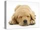 Domestic Labrador Puppy (Canis Familiaris) Sleeping-Jane Burton-Premier Image Canvas