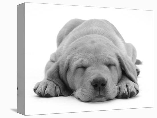 Domestic Labrador Puppy (Canis Familiaris) Sleeping-Jane Burton-Premier Image Canvas