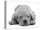 Domestic Labrador Puppy (Canis Familiaris) Sleeping-Jane Burton-Premier Image Canvas