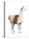 Domestic Llama (Lama Glama), Mammals-Encyclopaedia Britannica-Stretched Canvas