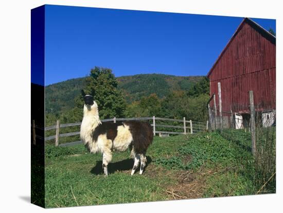 Domestic Llama, on Farm, Vermont, USA-Lynn M. Stone-Premier Image Canvas