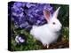 Domestic New Zealand Rabbit, Amongst Hydrangea, USA-Lynn M^ Stone-Premier Image Canvas