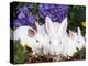 Domestic New Zealand Rabbits, Amongst Hydrangeas, USA-Lynn M. Stone-Premier Image Canvas