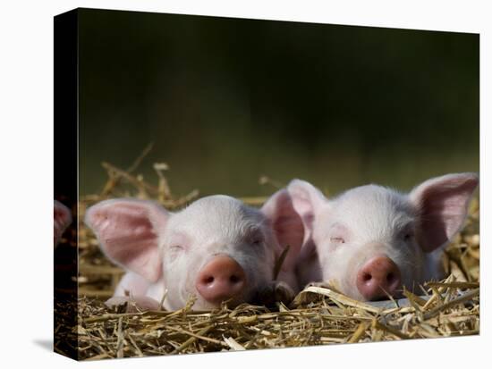 Domestic Pig, Huellhorst, Germany-Thorsten Milse-Premier Image Canvas