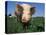 Domestic Pig Portrait, USA-Lynn M. Stone-Premier Image Canvas