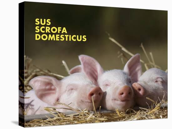 Domestic Pig (Sus Scrofa Domesticus)-Thorsten Milse-Stretched Canvas