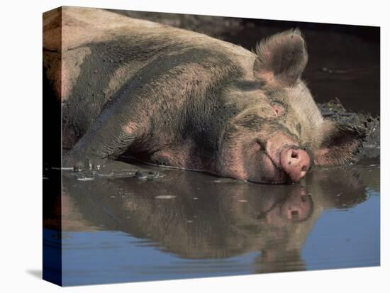 Domestic Pig Wallowing in Mud, USA-Lynn M. Stone-Premier Image Canvas