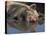 Domestic Pig Wallowing in Mud, USA-Lynn M. Stone-Premier Image Canvas