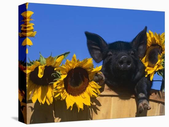 Domestic Piglet, Amongst Sunflowers, USA-Lynn M. Stone-Premier Image Canvas