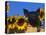 Domestic Piglet, Amongst Sunflowers, USA-Lynn M. Stone-Premier Image Canvas