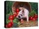 Domestic Piglet, Amongst Vegetables, USA-Lynn M. Stone-Premier Image Canvas