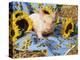 Domestic Piglet and Sunflowers, USA-Lynn M. Stone-Premier Image Canvas