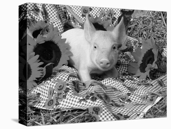 Domestic Piglet and Sunflowers, USA-Lynn M. Stone-Premier Image Canvas
