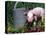 Domestic Piglet Beside Watering Can, USA-Lynn M. Stone-Premier Image Canvas