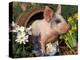 Domestic Piglet in Barrel, Mixed-Breed-Lynn M. Stone-Premier Image Canvas