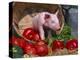 Domestic Piglet, in Bucket with Apples, Mixed Breed, USA-Lynn M. Stone-Premier Image Canvas