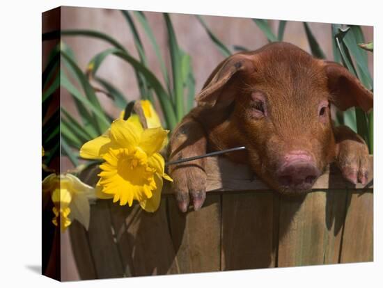 Domestic Piglet, in Bucket with Daffodils, USA-Lynn M. Stone-Premier Image Canvas