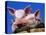 Domestic Piglets, in Bucket, USA-Lynn M. Stone-Premier Image Canvas