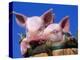 Domestic Piglets, in Bucket, USA-Lynn M. Stone-Premier Image Canvas