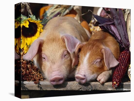 Domestic Piglets Sleeping, USA-Lynn M. Stone-Premier Image Canvas