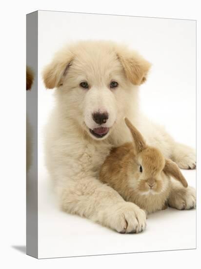 Domestic Puppy (Canis Familiaris) with Bunny-Jane Burton-Premier Image Canvas