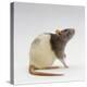 Domestic Rat Sitting Alert-Jane Burton-Premier Image Canvas
