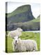 Domestic Sheep, Fair Isle, Shetland Islands, Scotland, United Kingdom, Europe-Andrew Stewart-Premier Image Canvas