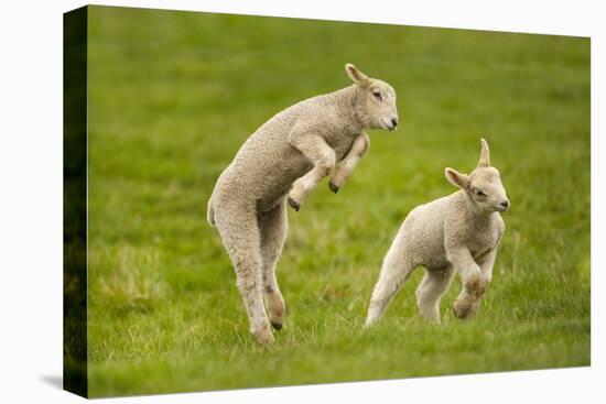 Domestic Sheep, Lambs Playing in Field, Goosehill Farm, Buckinghamshire, UK, April 2005-Ernie Janes-Premier Image Canvas