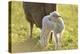 Domestic Sheep, Ovis Orientalis Aries, Lamb, Meadow, Side View, Standing-David & Micha Sheldon-Premier Image Canvas