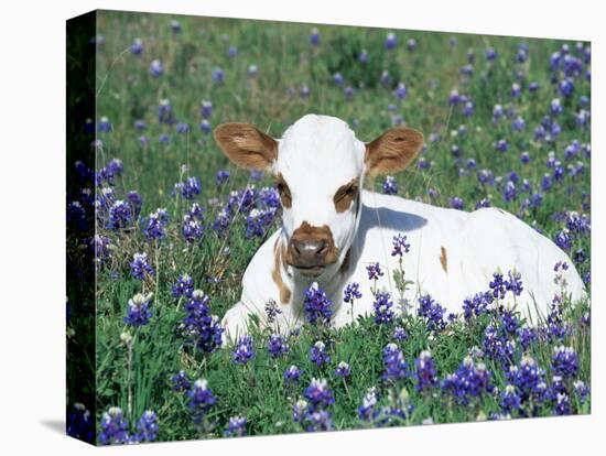 Domestic Texas Longhorn Calf, in Lupin Meadow, Texas, USA-Lynn M. Stone-Premier Image Canvas