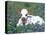 Domestic Texas Longhorn Calf, in Lupin Meadow, Texas, USA-Lynn M. Stone-Premier Image Canvas