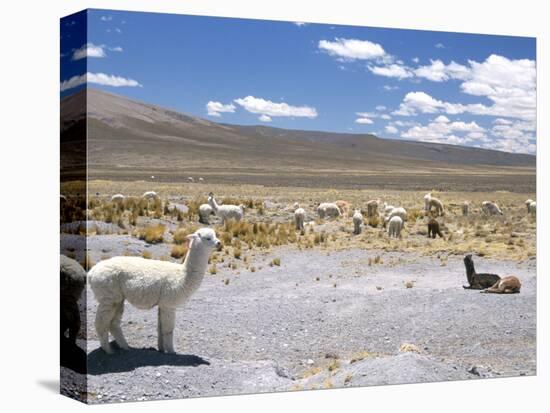 Domesticated Alpacas Grazing on Altiplano, Near Arequipa, Peru, South America-Tony Waltham-Premier Image Canvas