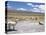 Domesticated Alpacas Grazing on Altiplano, Near Arequipa, Peru, South America-Tony Waltham-Premier Image Canvas