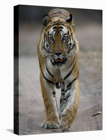 Dominant Male Indian Tiger, Bandhavgarh National Park, Madhya Pradesh State, India-Milse Thorsten-Premier Image Canvas