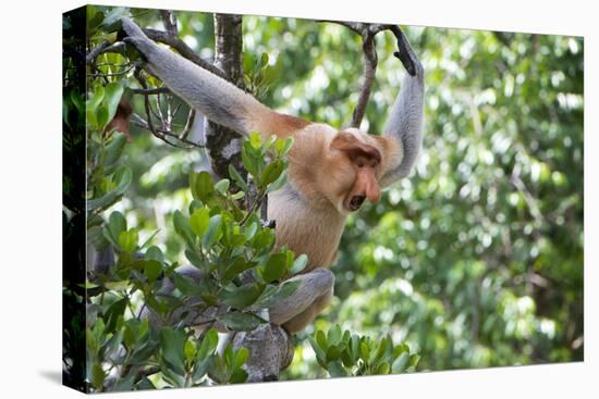 Dominant Male Proboscis Monkey (Nasalis Larvatus)-Louise Murray-Premier Image Canvas