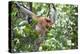 Dominant Male Proboscis Monkey (Nasalis Larvatus)-Louise Murray-Premier Image Canvas