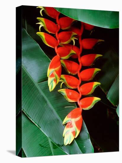 Dominica, Papillote Wilderness Retreat, Close-Up of Heliconia-null-Premier Image Canvas