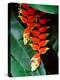 Dominica, Papillote Wilderness Retreat, Close-Up of Heliconia-null-Premier Image Canvas