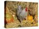 Dominique Breed of Domestic Chicken, Cock with Vegetables., USA-Lynn M. Stone-Premier Image Canvas