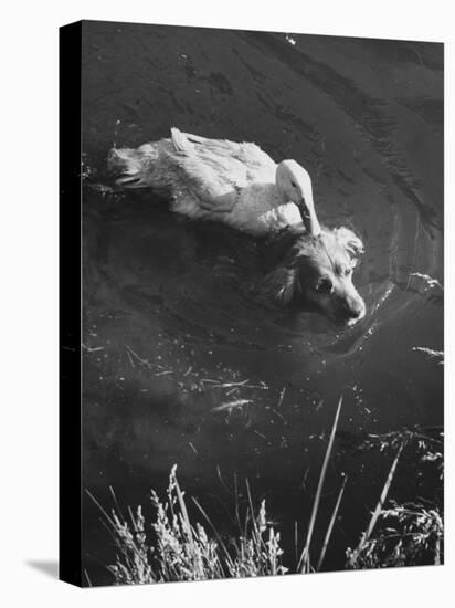Donald, the Dog-Loving Duck, Hates Water But Takes a Ride on the Back of His Swimming Pal Rusty-Loomis Dean-Premier Image Canvas