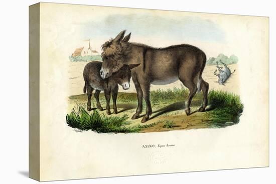 Donkey, 1863-79-Raimundo Petraroja-Premier Image Canvas