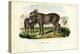 Donkey, 1863-79-Raimundo Petraroja-Premier Image Canvas
