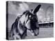 Donkey at Shorefront, Blackpool, England-Walter Bibikow-Premier Image Canvas
