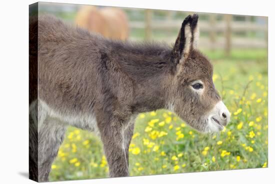 Donkey Baby 5 Days Old-null-Premier Image Canvas