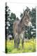 Donkey, Baby 5 Days Old-null-Premier Image Canvas