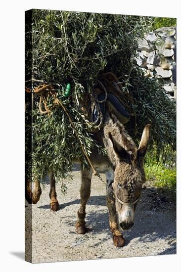 Donkey Carrying Olive Branches-Bob Gibbons-Premier Image Canvas