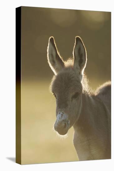 Donkey, Equus Asinus Asinus, Foal, Portrait, Meadow, Is Lying Laterally-David & Micha Sheldon-Premier Image Canvas