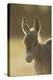 Donkey, Equus Asinus Asinus, Foal, Portrait, Meadow, Is Lying Laterally-David & Micha Sheldon-Premier Image Canvas