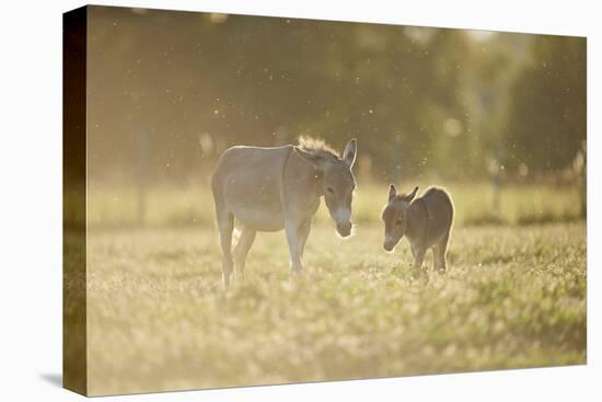 Donkey, Equus Asinus Asinus, Mother and Foal, Meadow, are Lying Laterally-David & Micha Sheldon-Premier Image Canvas