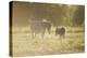 Donkey, Equus Asinus Asinus, Mother and Foal, Meadow, are Lying Laterally-David & Micha Sheldon-Premier Image Canvas